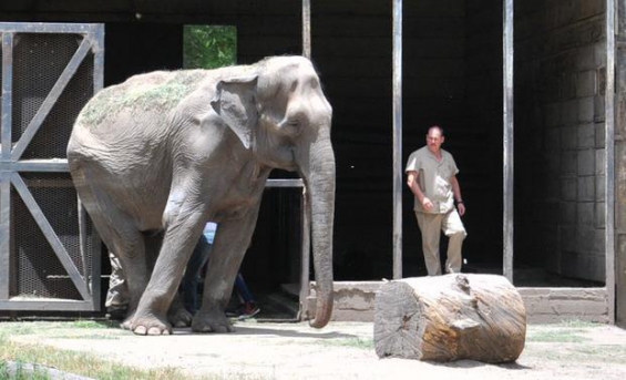 La elefanta Pelusa con problemas de salud