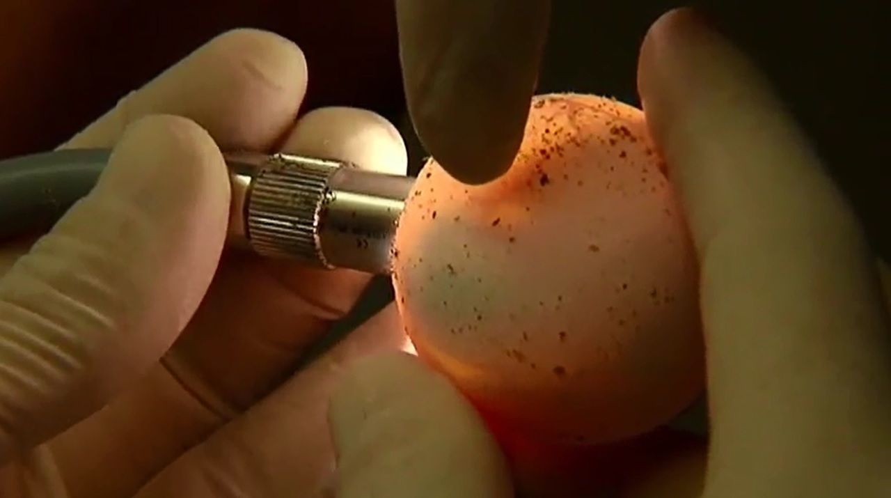 Encuentran un nido de 88 huevos de tortuga boba en una playa valenciana