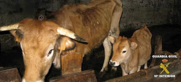 El dueño de una explotación ganadera de Ribadesella