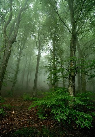 El Aula de Ecología Urbana de Vitoria-Gasteiz organiza una jornada sobre la conservación de hayedos y robledales trasmochos