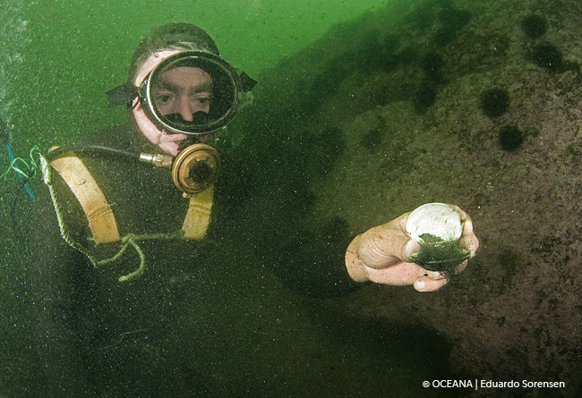 Chile. Estudio confirma grave contaminación en recursos marinos de ventanas