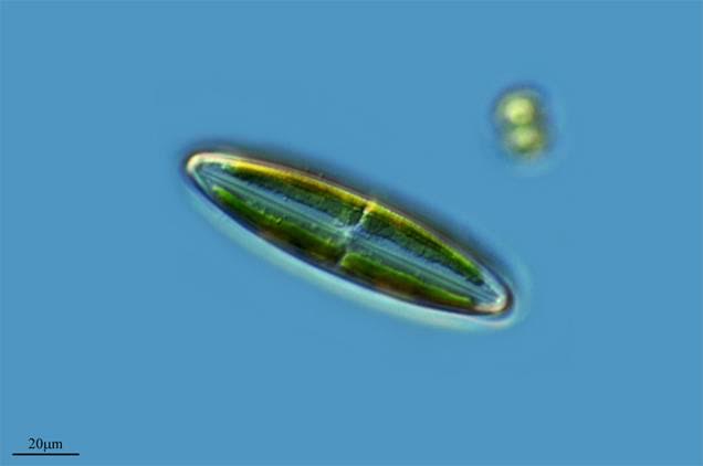 Las diatomeas producen más oxigeno que los bosques tropicales