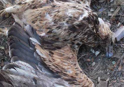 Incógnitas sobre la muerte de tres águilas reales en Doñana
