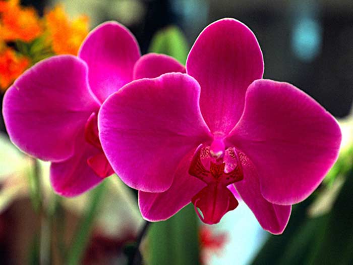 Hallan en Cuba nueva especie de orquídea
