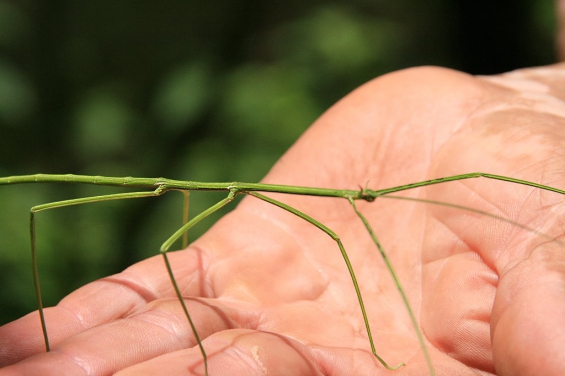 Costa Rica no deja de sorprendernos: ahora han descubierto 57 nuevas especies