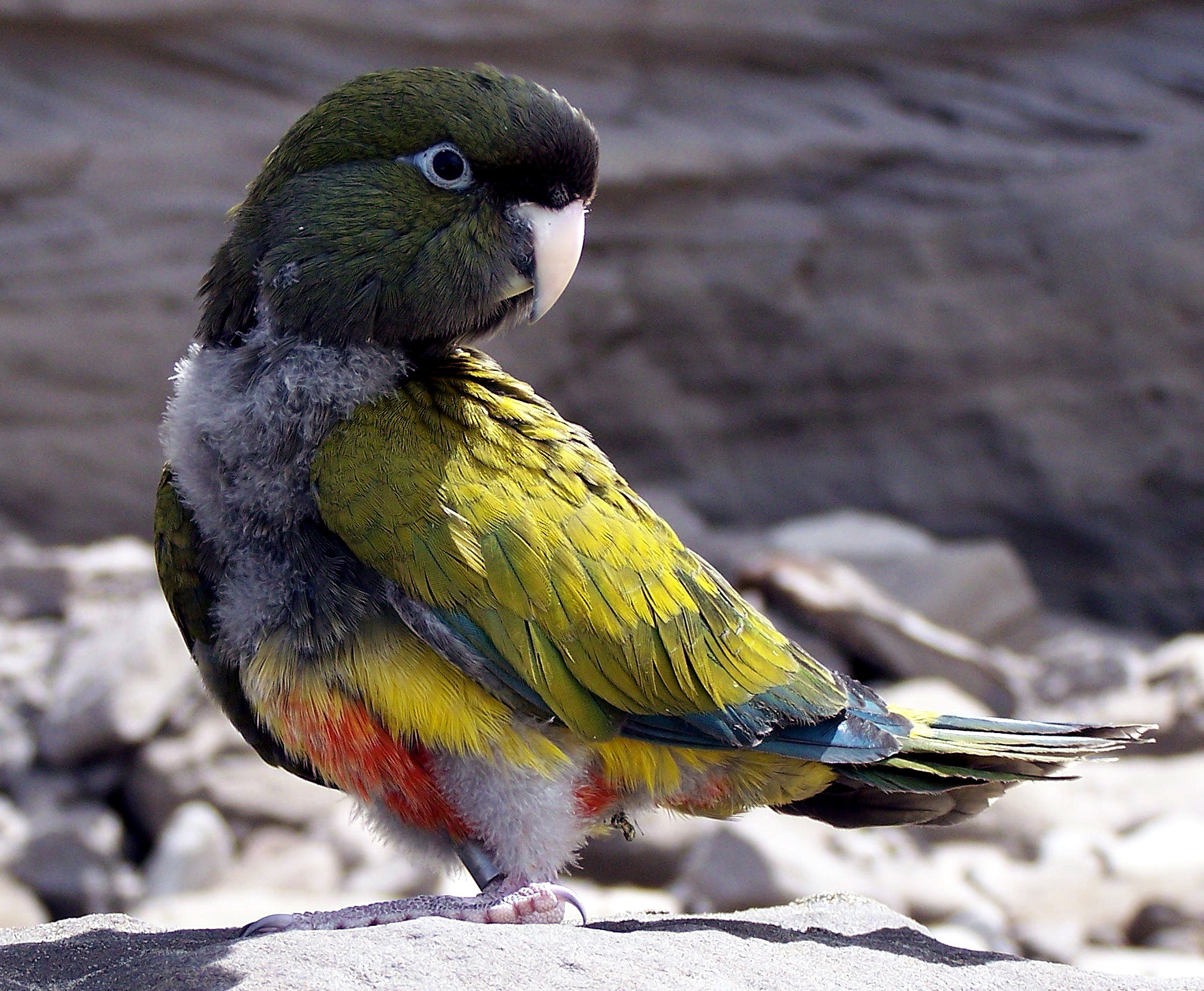 El loro barranquero de América del Sur cruzó la cordillera de los Andes hace 120.000 años
