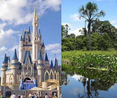 Disney venderá café peruano de comercio justo y cultivo sostenible