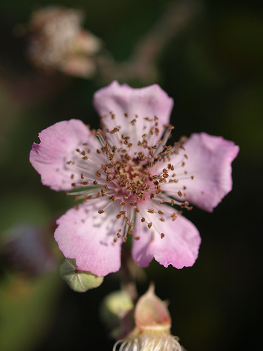 Consiguen `tunear` la fragancia de las flores
