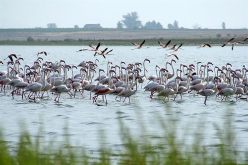Una tormenta de granizo mata a más de 77 flamencos en la Laguna de Pétrola (Albacete)