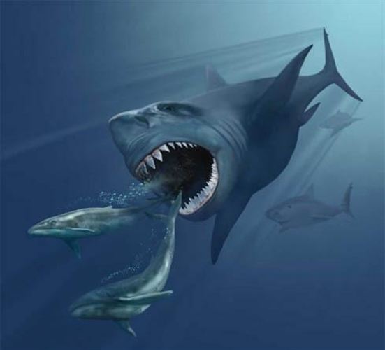 Identifican en Canarias fósiles de megalodón el mayor depredador marino