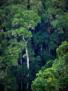 Costa Rica. Un millón de dólares disponibles para proyectos de conservación