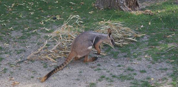 El Zoo Aquarium de Madrid acoge a una wallaby de pies dorados