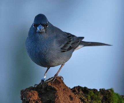 Nacen once ejemplares de pinzón azul en un programa de cría en cautividad en Gran Canaria