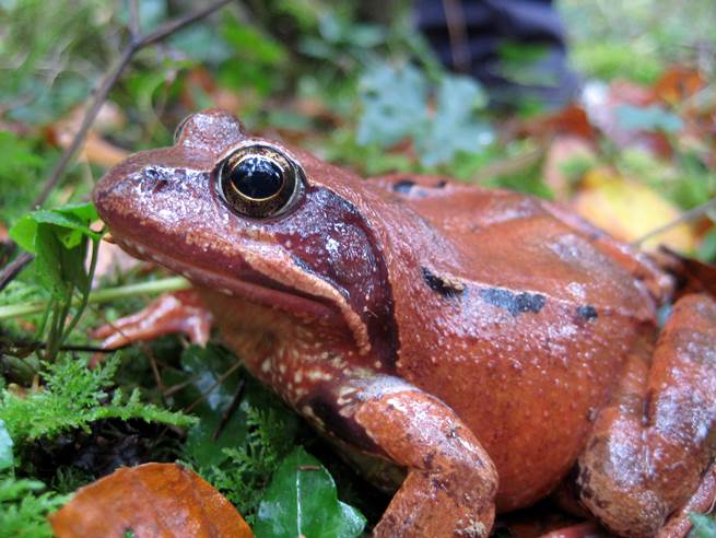 La Policía Foral de Navarra avisa que está totalmente prohibido capturar rana bermeja