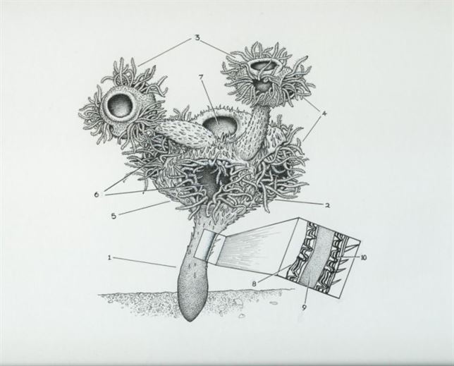 Restos de animales con esqueletos complejos previos a la explosión del Cámbrico