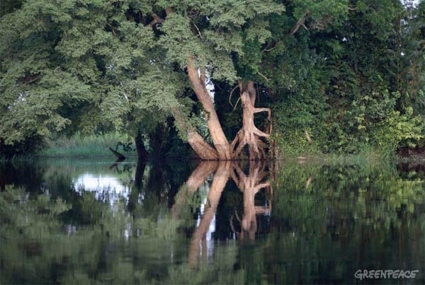 FSC se desvincula de la multinacional maderera Danzer por su implicación en la violación de los derechos humanos en la R.D. Congo