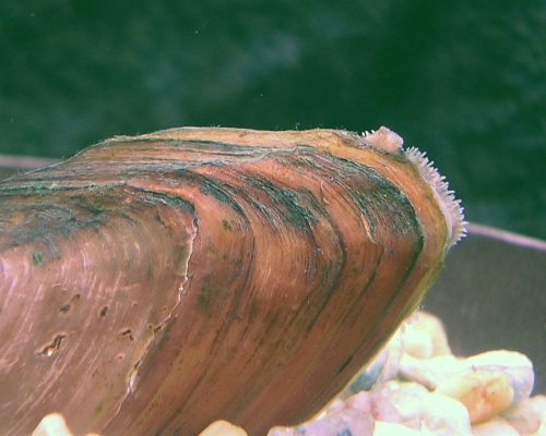 La UE alerta del "alarmante declive" de especies europeas