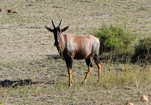 El parque Terra Natura de Murcia incorpora dos nuevos machos de damalisco a sus instalaciones