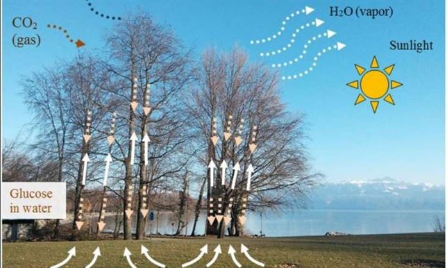 Las plantas ilustran la maquinaria optofluídica de la naturaleza