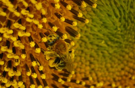 Detectan problemas en el rendimiento de cultivos que dependen de animales polinizadores