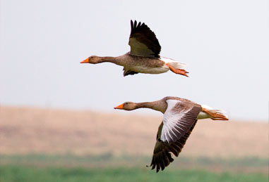 Proyecto: ‘La ruta de los ánsares’
