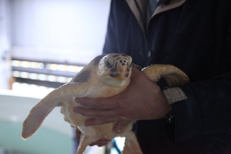 El Arca del Mar del Oceanogràfic ha acogido 200 tortugas marinas desde 2007