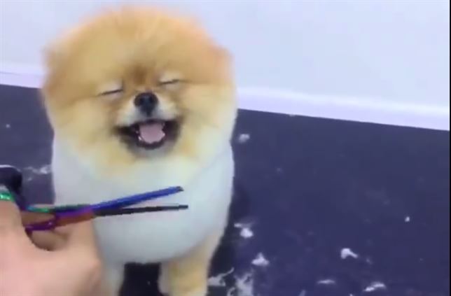 Un perro feliz en la peluquería (Vea VIDEO)