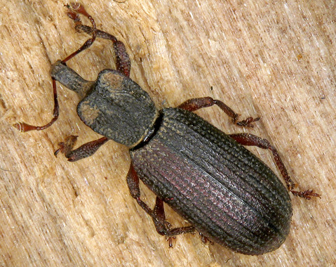 ‘Oromia thoracica’ el nuevo escarabajo descubierto en Gran Canaria