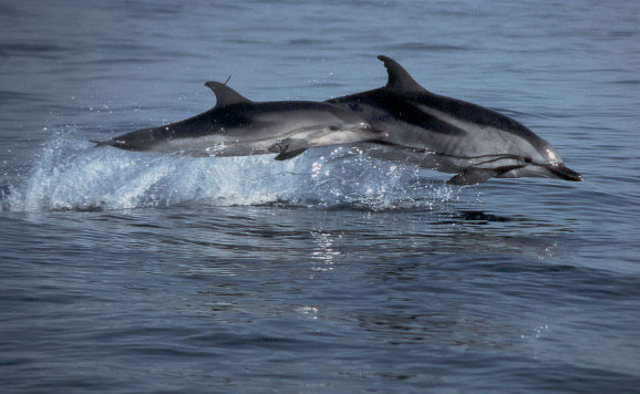 Descubre las aves marinas y cetáceos del Estrecho de Gibraltar con Seo/BirdLife
