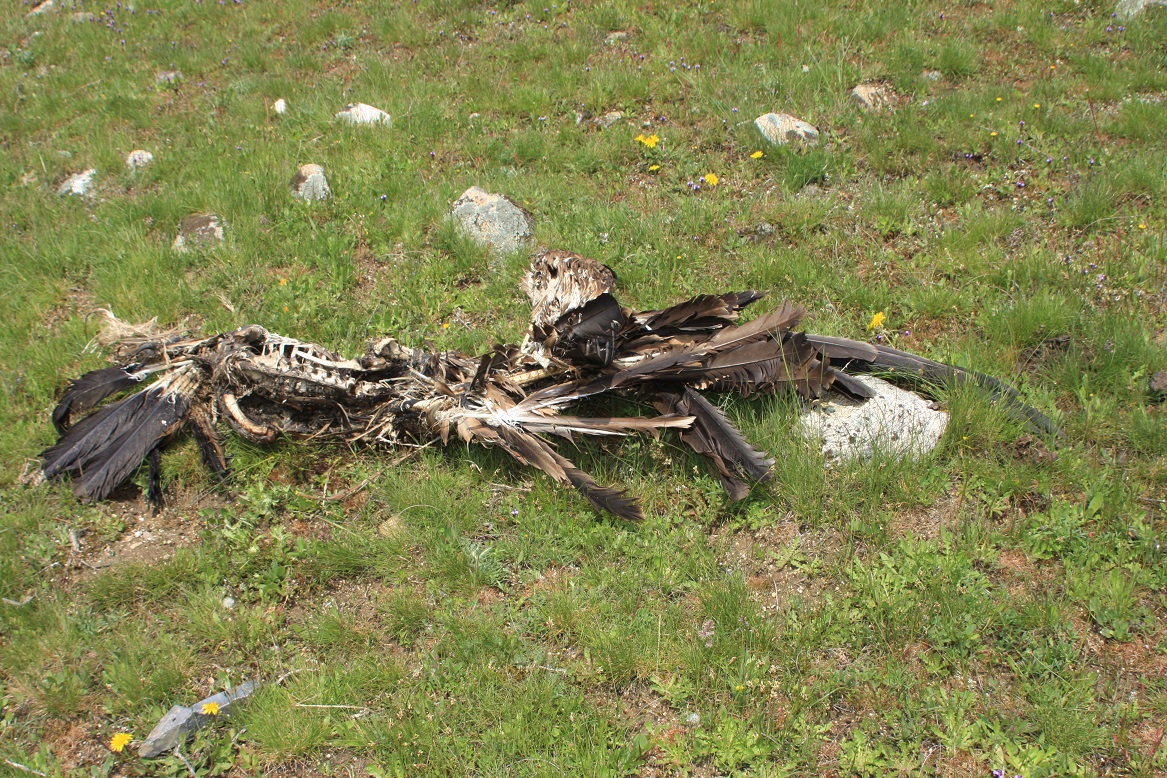 Buitres y tendidos eléctricos: la sombra de una catástrofe