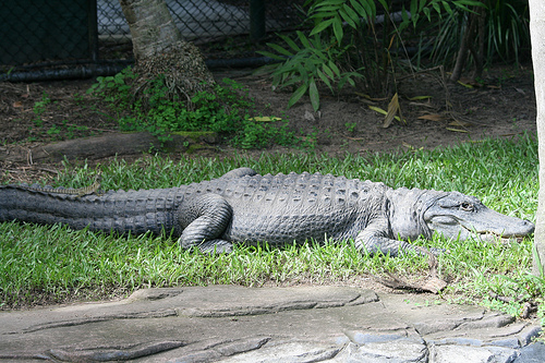 Los cocodrilos marinos hacen surf