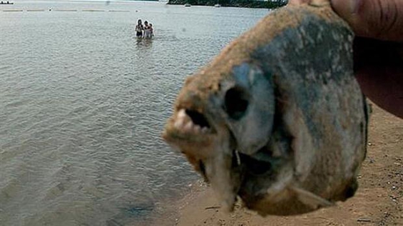 Argentina. Bañistas resultaron heridos por mordeduras de palometas en Rosario