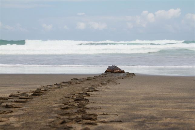 Fuerteventura libera a 3 ejemplares de tortuga boba que siempre habían vivido en cautividad