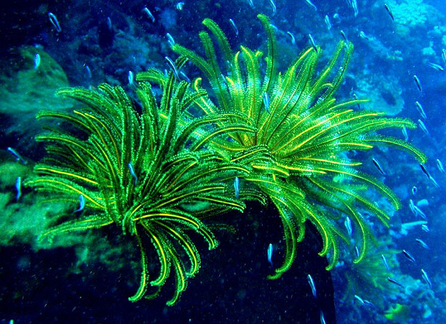 Descubren campo de 500 metros de profundidad frente al Algarve portugués