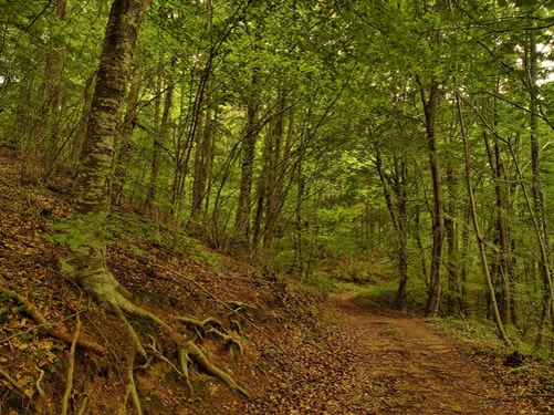 El TC da la razón a la Generalitat de Cataluña en materia de ayudas medioambientales procedentes del IRPF