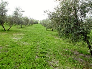 Andalucía destina más de 450 millones para el desarrollo de actuaciones agroambientales y ecológicas