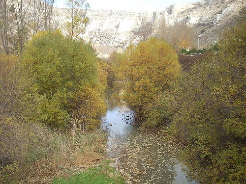 Hallan otro alimoche envenenado en el Parque Natural de las Hoces del río Riaza (Segovia)