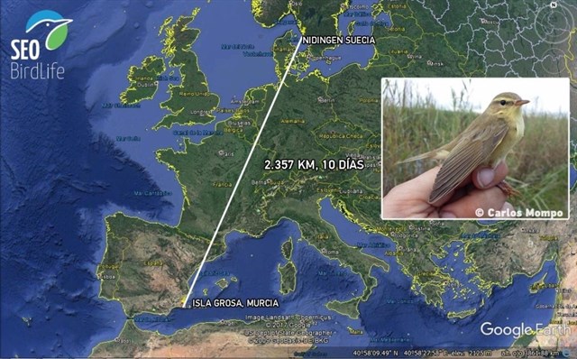 El "espectacular" viaje del mosquitero musical