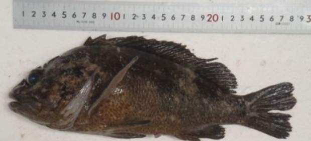 Un pez con 2.500 veces más radiactividad del límite en Fukushima