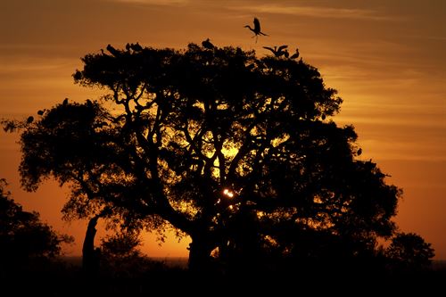 La Estación Biológica Doñana cumple medio siglo