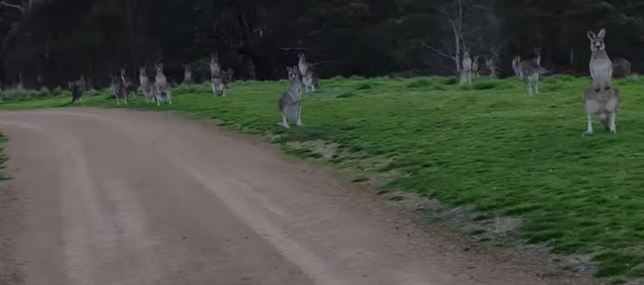 VIDEO de un grupo de canguros acechando a un ciclista