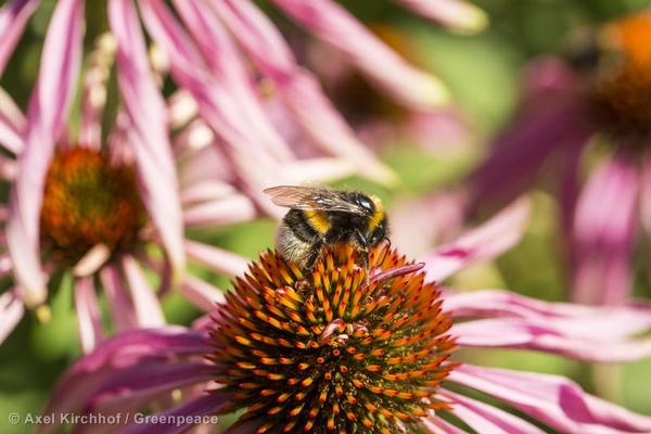 Las abejas son ‘reinas’ de la biodiversidad y están en serio peligro
