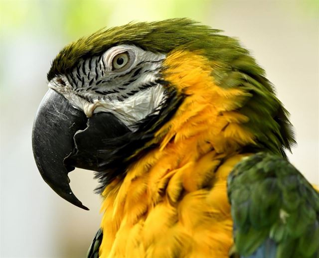 Hay que impedir que España pueda sacrificar animales en peligro