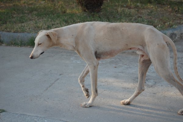La triste historia de un perro abandonado