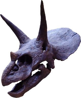 Los triceratops podían masticar finamente su alimento y su dieta era más rica que la de los reptiles de hoy