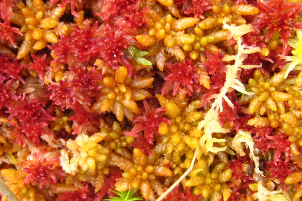 Musgo Sphagnum