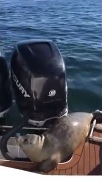 Una foca con ‘suerte’ (Mira VIDEO)