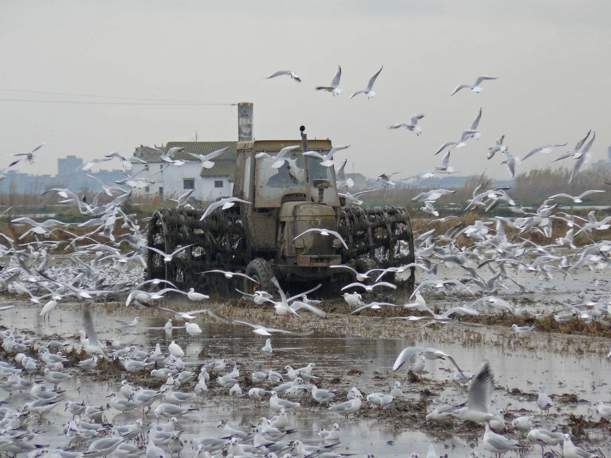 Sistemas sostenibles de gestión del rastrojo del arroz