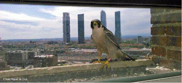 Los halcones se asientan en el centro de Madrid (Vea video)
