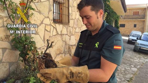 La Guardia Civil recupera un ave rapaz protegida en Anguita